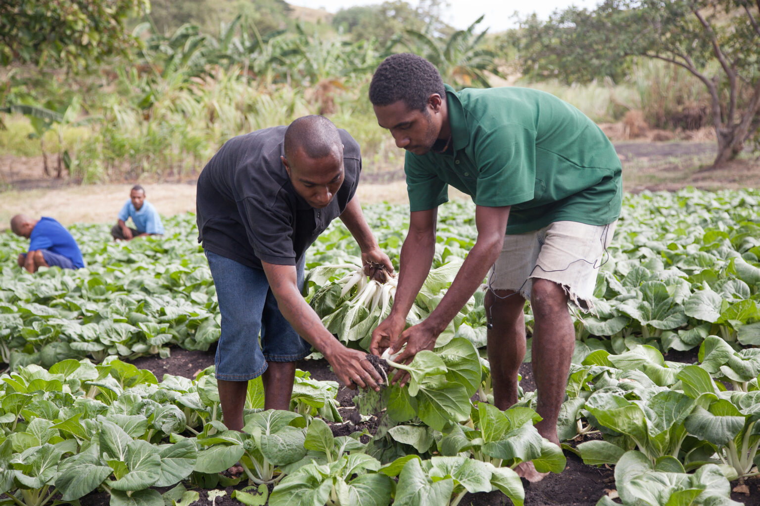 Students in the agriculture department